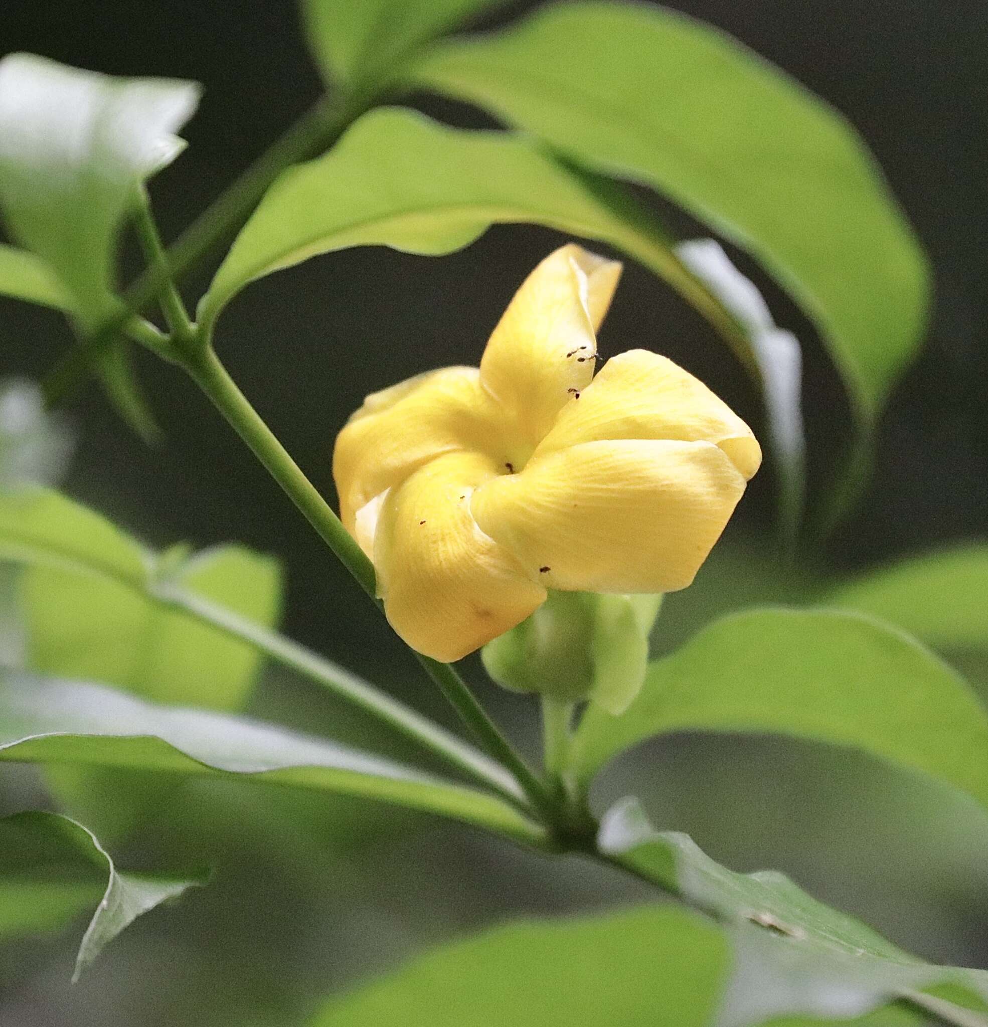 Plancia ëd Tabernaemontana grandiflora Jacq.