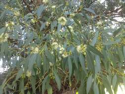 Image of cider gum