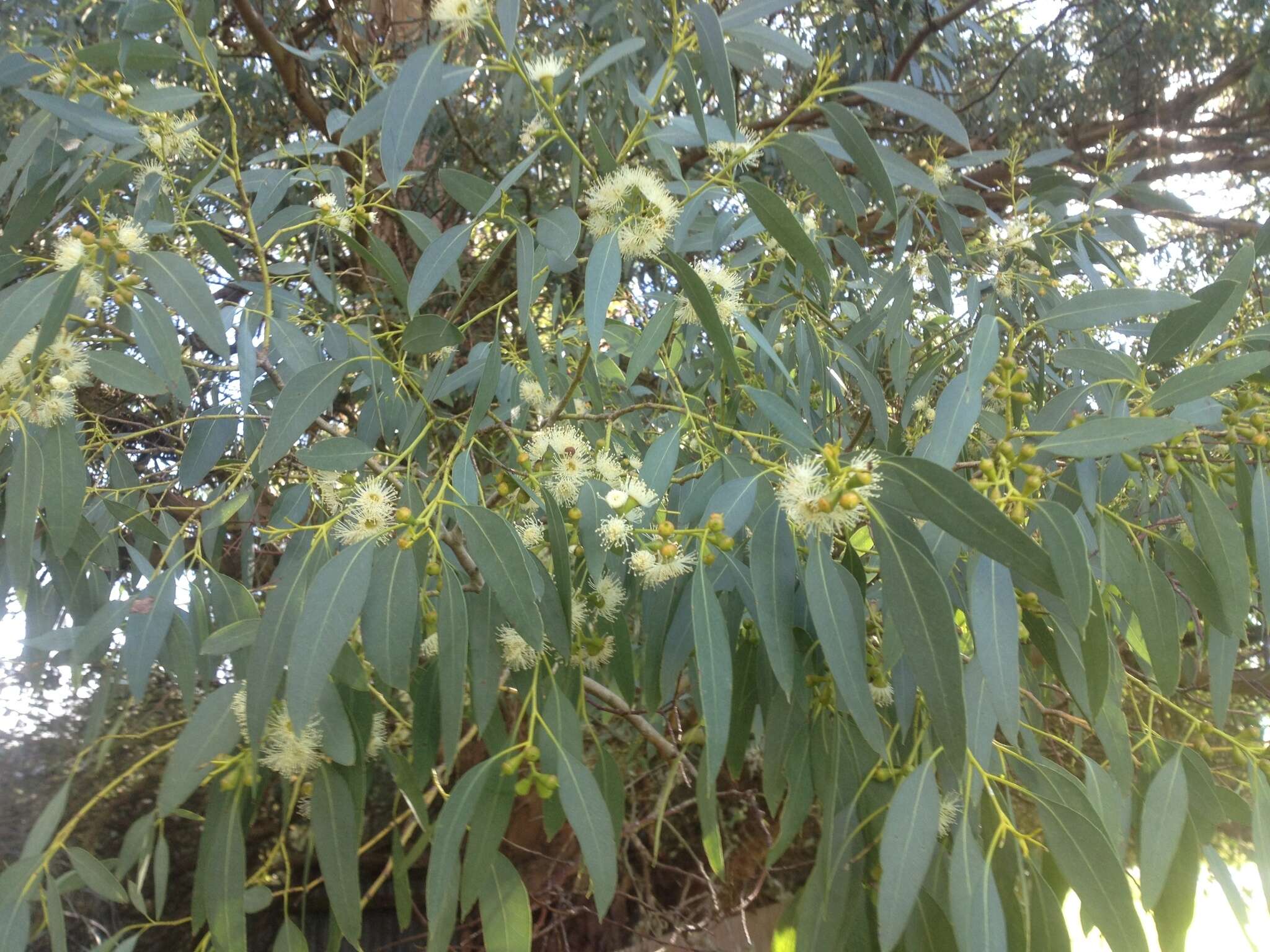 Image of cider gum