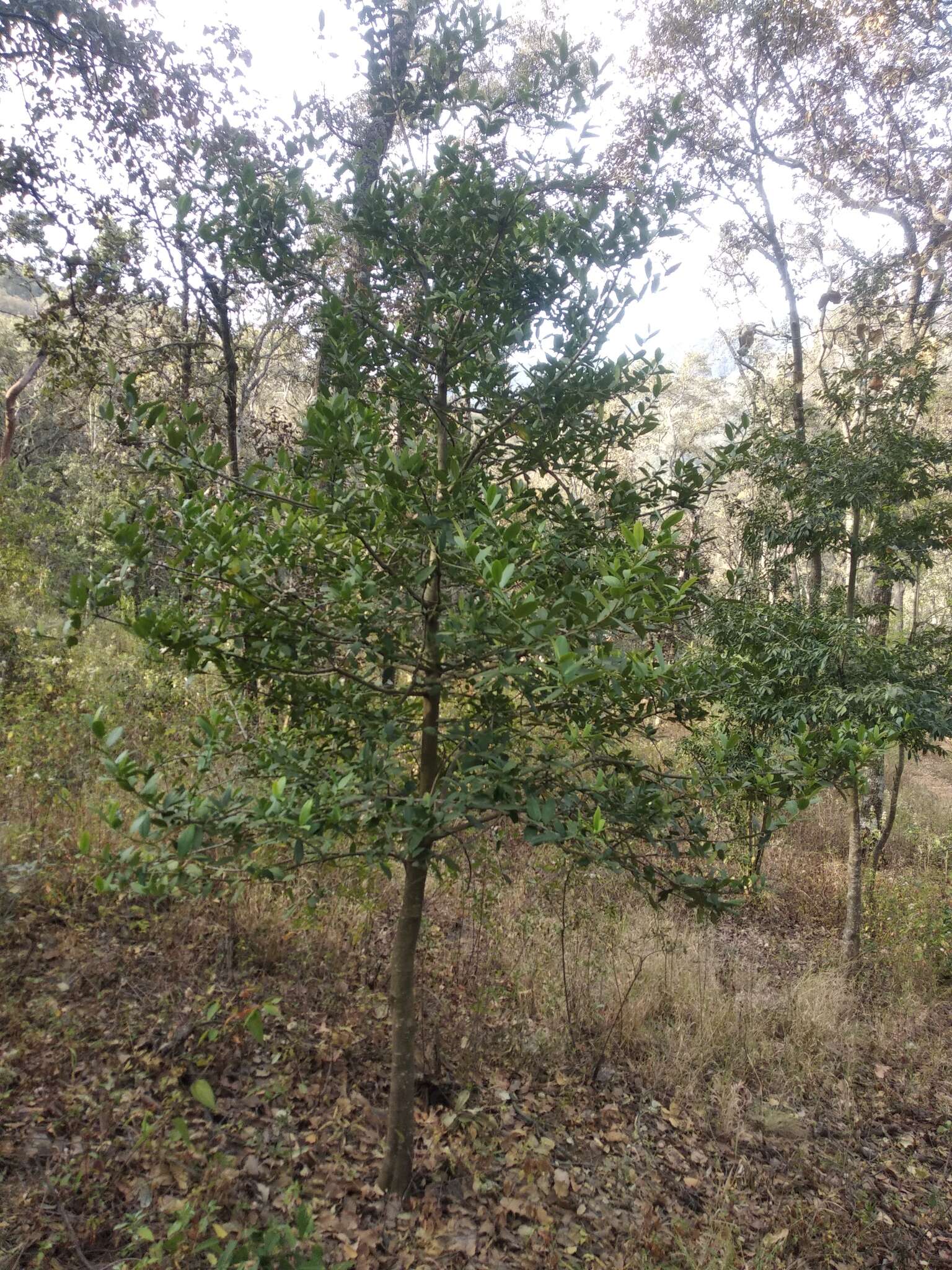 صورة Ilex discolor var. tolucana (Hemsl.) Edwin ex T. R. Dudley