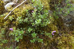 Image of Menzies' penstemon