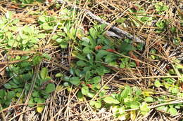 Image de Globularia trichosantha Fischer & C. A. Meyer