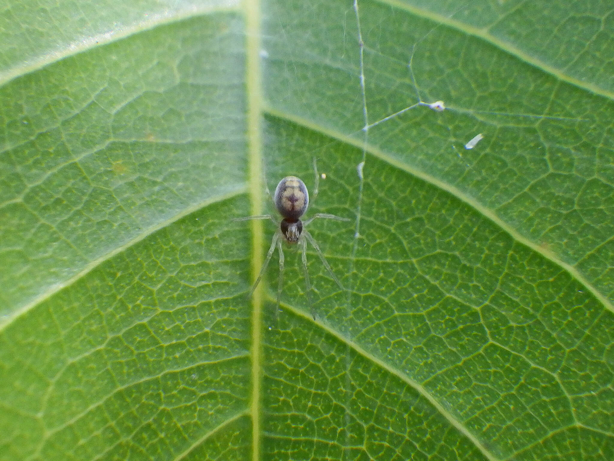 Image of Emblyna florens (Ivie & Barrows 1935)