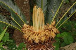 Image of Fern Palm