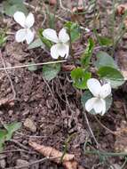 Image of White Violet