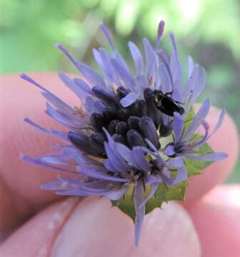 Jasione laevis subsp. carpetana (Boiss. & Reut.) Rivas Mart.的圖片