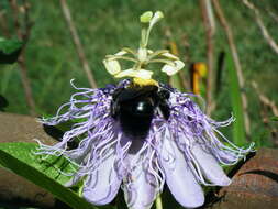 Plancia ëd Passiflora incarnata L.