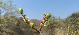 Plancia ëd Boswellia serrata Roxb. ex Colebr.