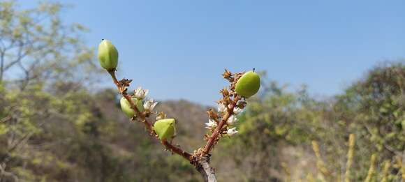 Plancia ëd Boswellia serrata Roxb. ex Colebr.