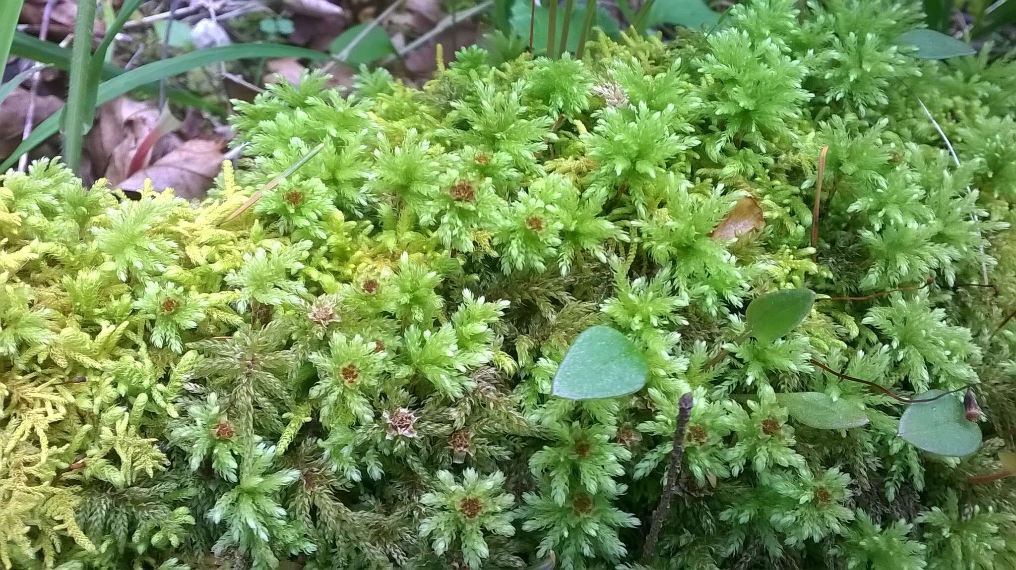 Image of leucolepis umbrella moss