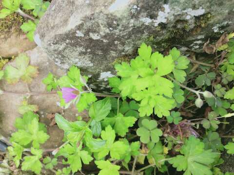 Image of Thunberg's geranium