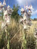 Image of Organ Mountain larkspur