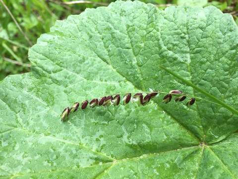 Image de Melica nutans L.