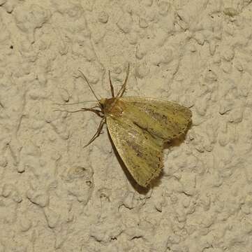 Image of white-mantled wainscot