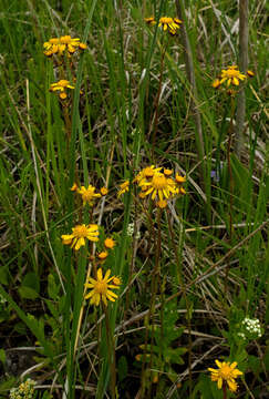 Image of Streambank Groundsel