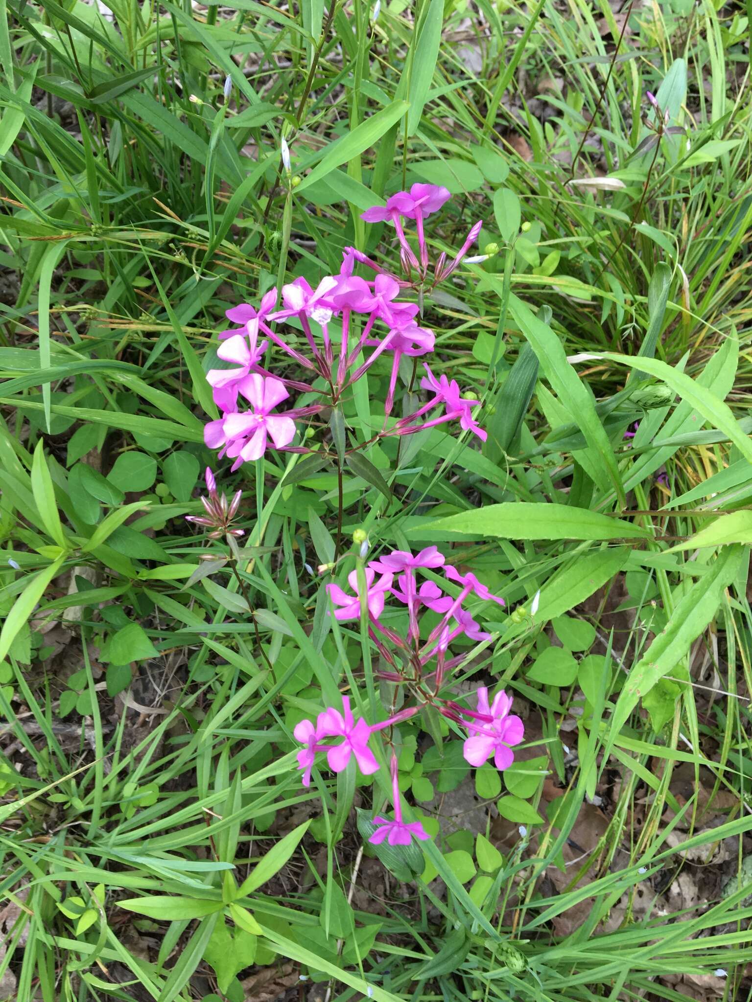 Image of smooth phlox