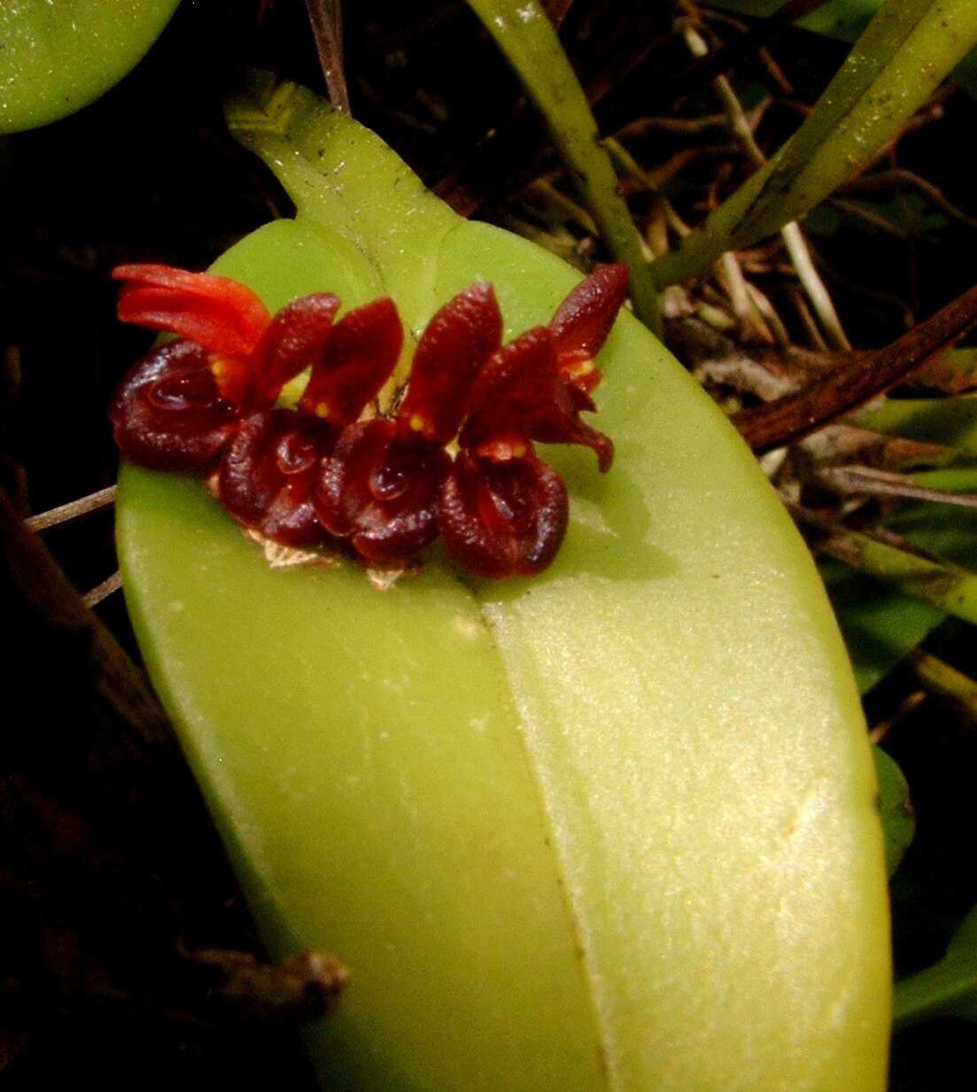 Image of Acianthera circumplexa (Lindl.) Pridgeon & M. W. Chase