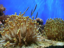 Image of Flowerpot corals