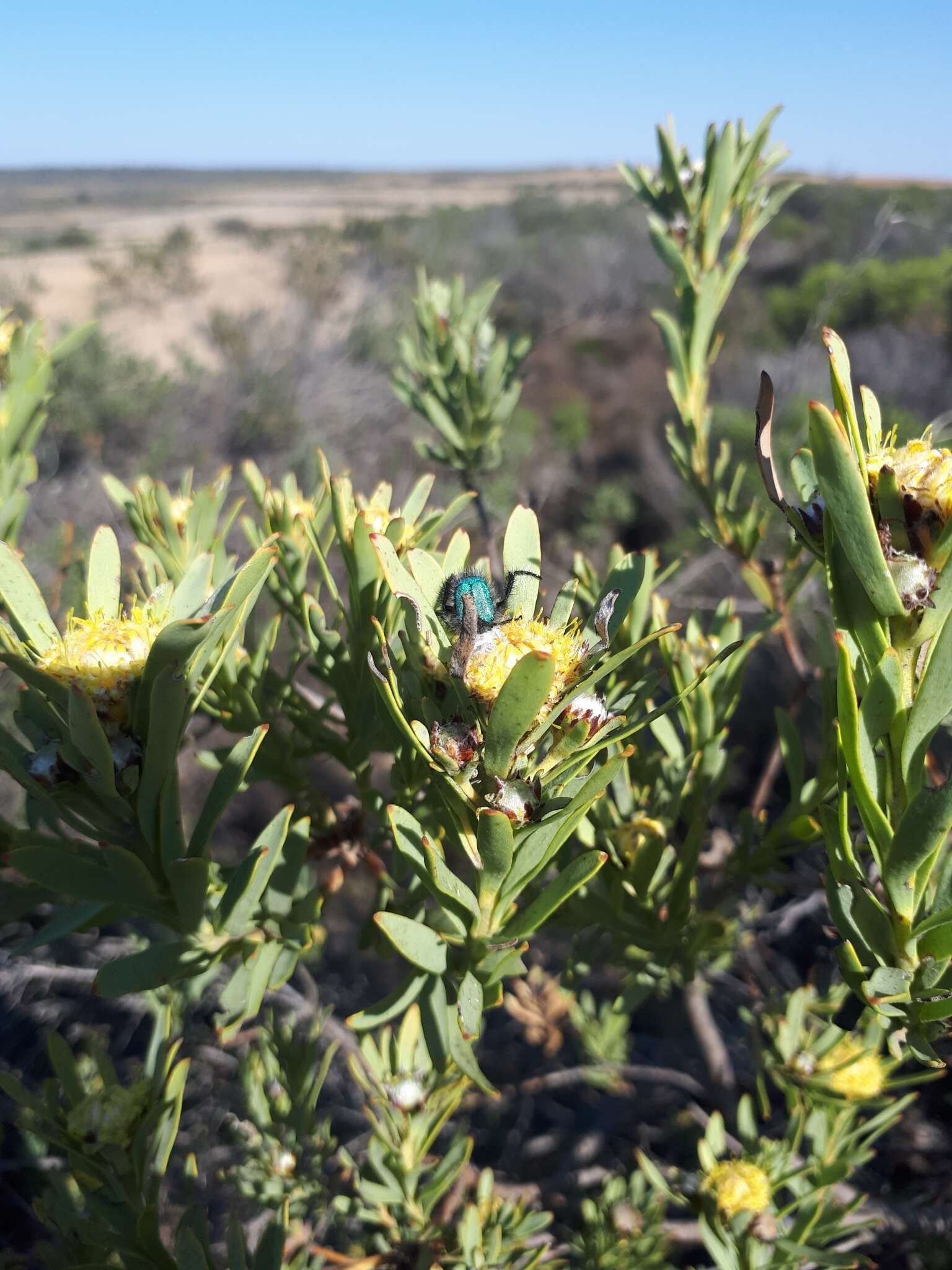 Image of Leucadendron remotum I. Williams