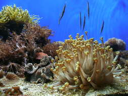 Image of Flowerpot corals