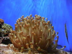 Image of Flowerpot corals