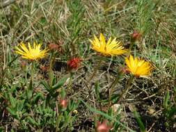 Image of Drosanthemum flavum (Haw.) Schwant.