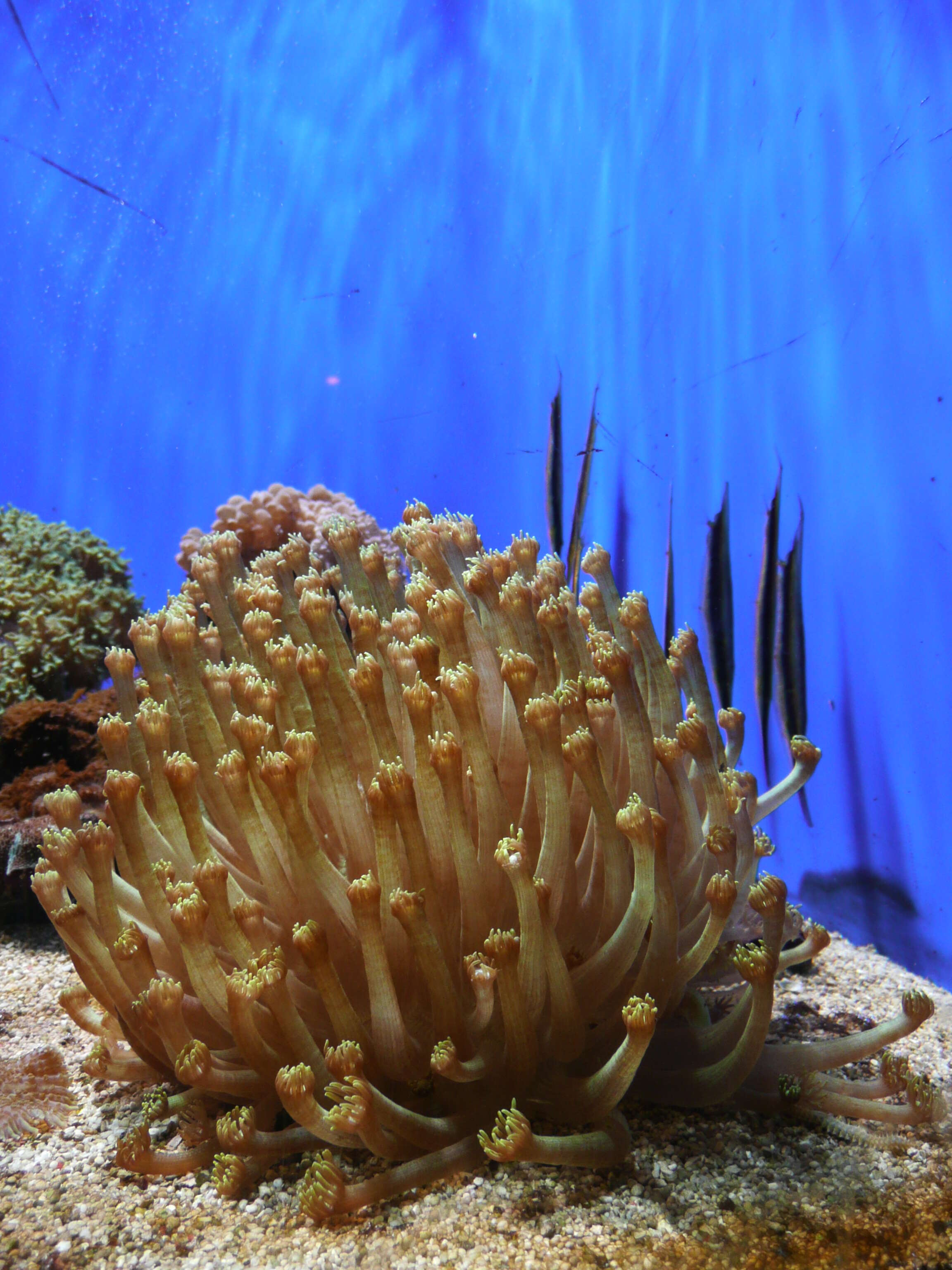 Image of Flowerpot corals