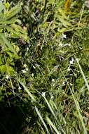 Image of Epilobium salignum Hausskn.