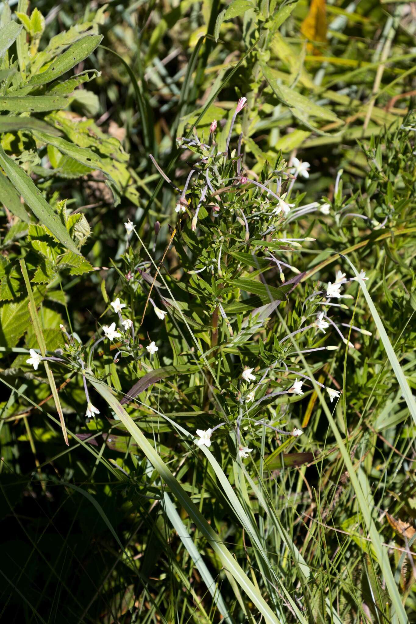 Image of Epilobium salignum Hausskn.