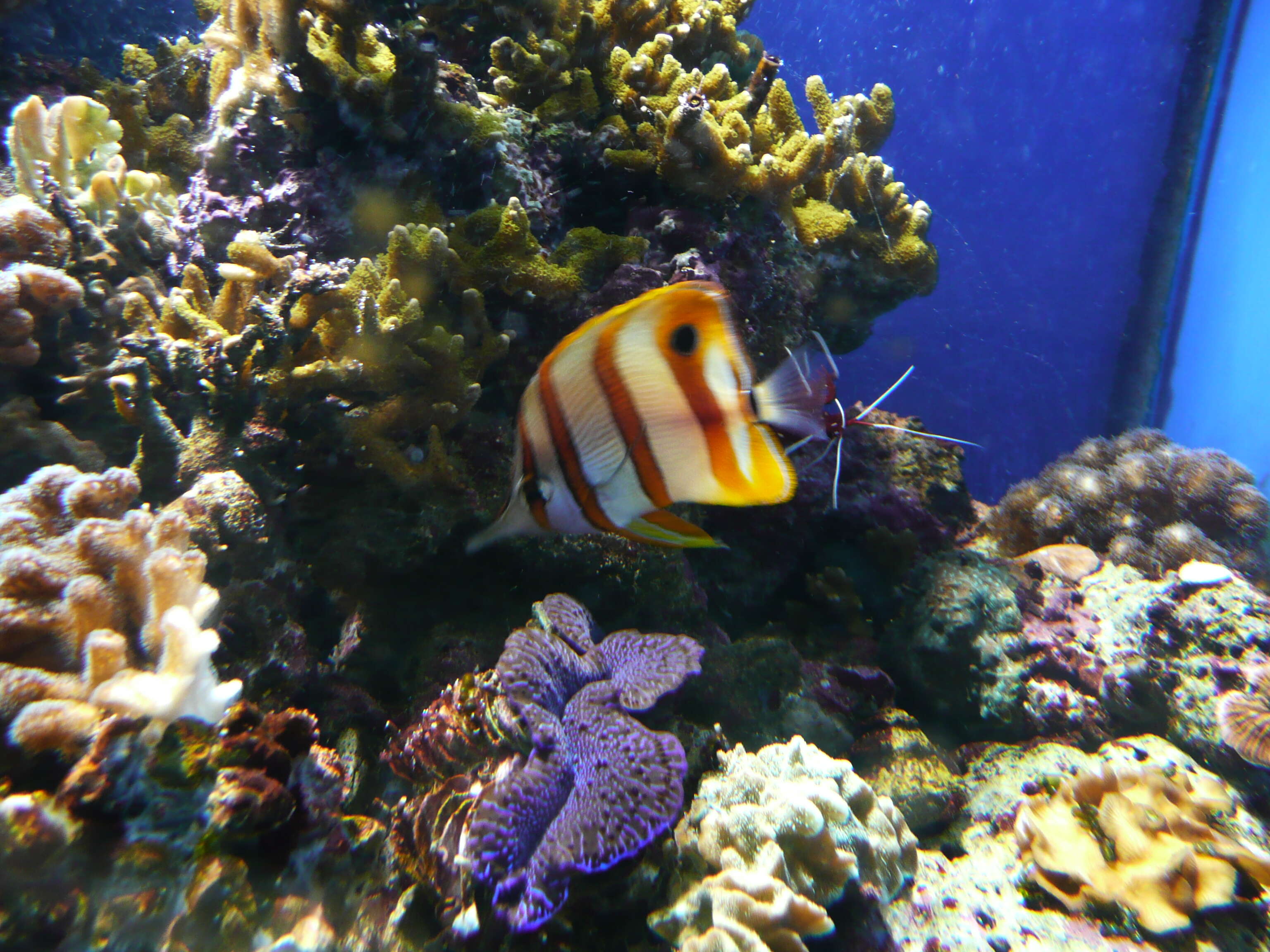 Image of Banded Longsnout Butterflyfish