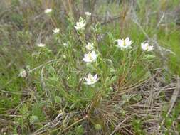 Image of sticky sandspurry