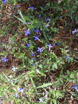 Image de Lobelia neglecta Schult.