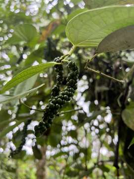 Image of black pepper