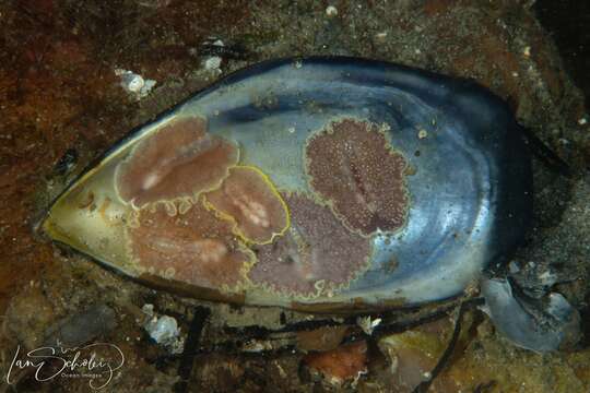 Image of Cycloporus australis Prudhoe 1982