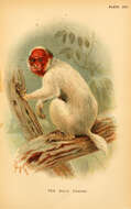 Image of Uakari