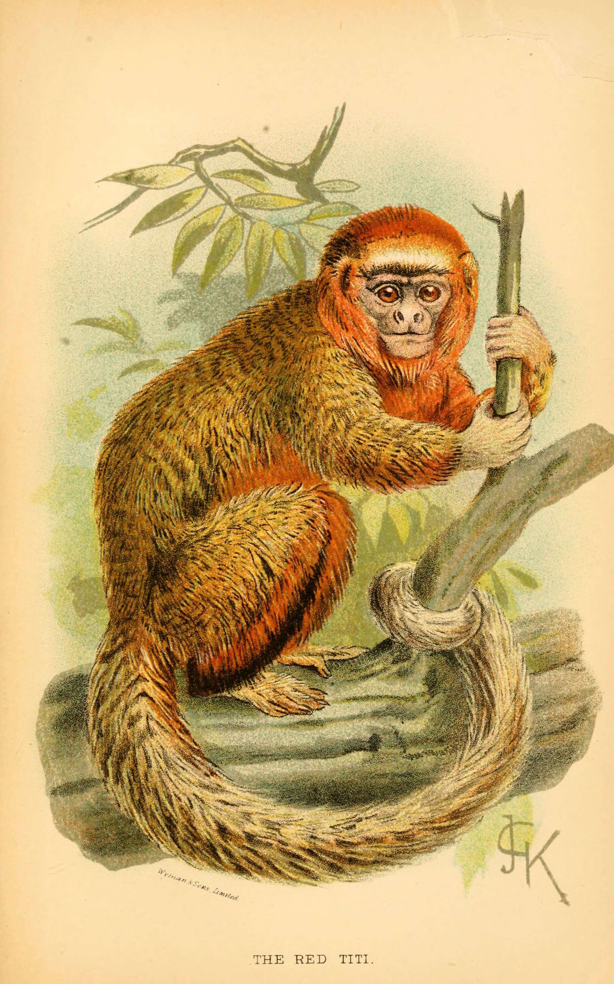 Image of Coppery Titi Monkey