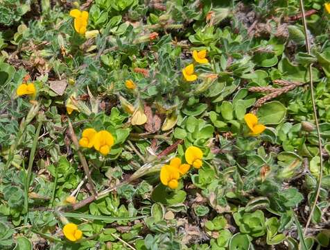 Image of hairy bird's-foot trefoil