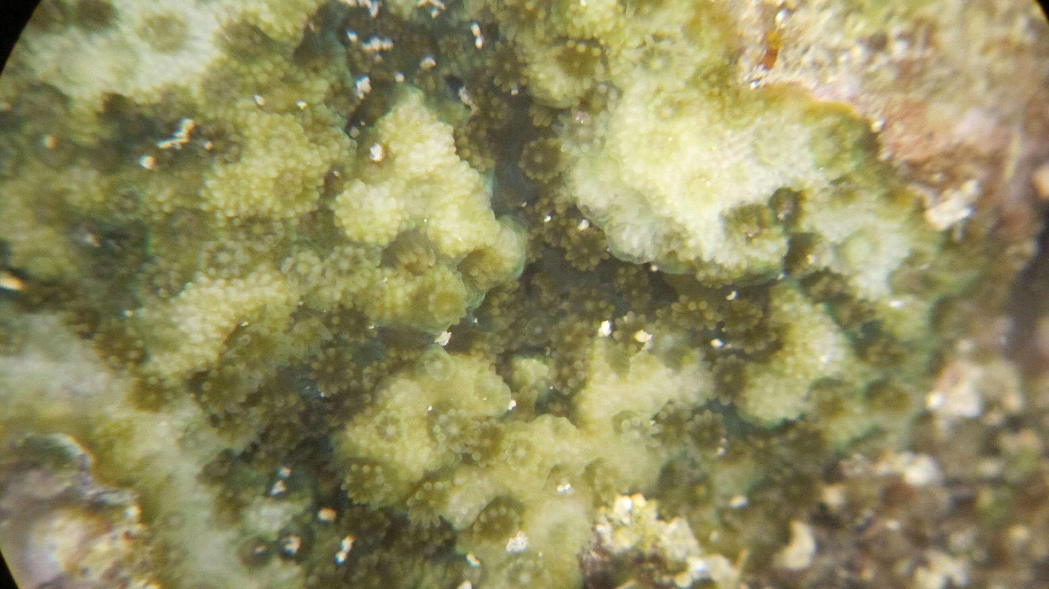 Image of Finger Coral