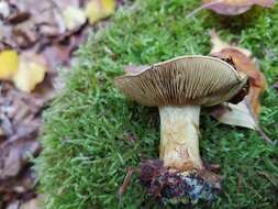 Image of Cortinarius citrinus J. E. Lange ex P. D. Orton 1960