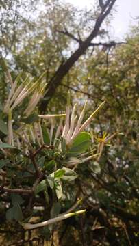 Sivun Agelanthus natalitius (Meissn.) R. M. Polhill & D. Wiens kuva