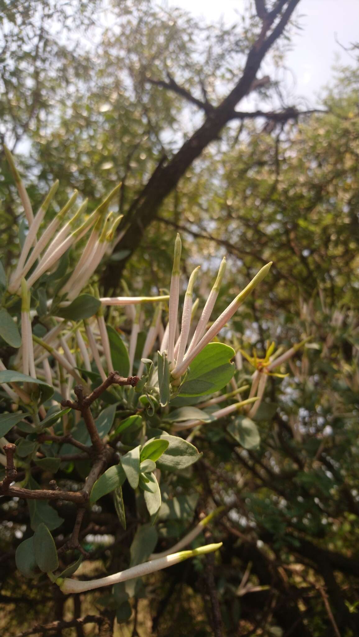 Слика од Agelanthus natalitius (Meissn.) R. M. Polhill & D. Wiens