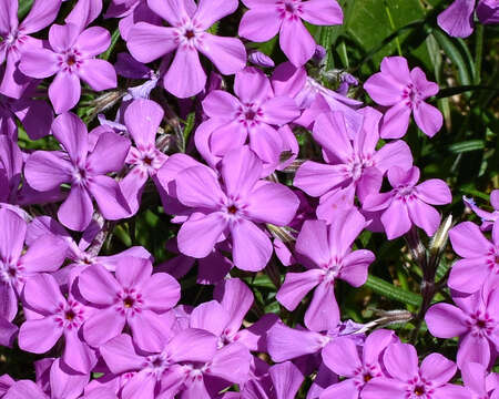 Imagem de Phlox pilosa L.