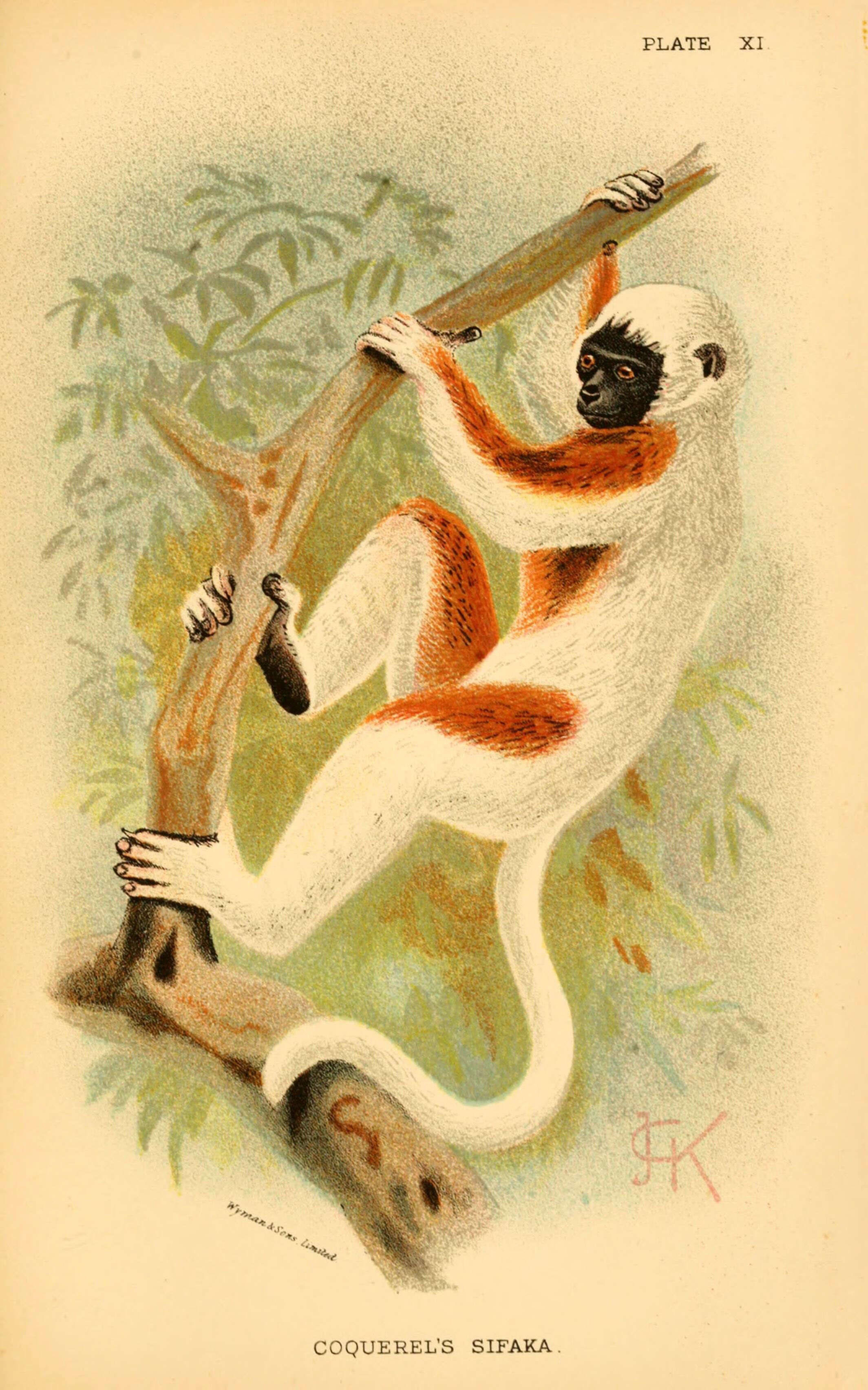 Sivun Propithecus coquereli (Grandidier 1867) kuva