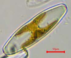 Plancia ëd Staurophora Mereschkowsky 1903