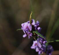 Слика од Hovea heterophylla Hook. fil.