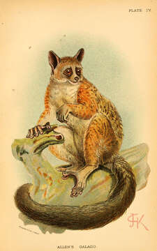 Image of Squirrel galago