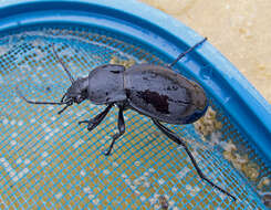 Image of Carabus (Procrustes) coriaceus Linnaeus 1758