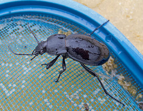 Слика од Carabus (Procrustes) coriaceus Linnaeus 1758