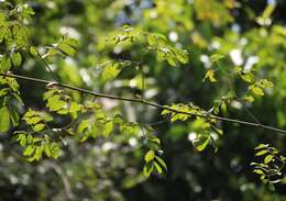 Image of Ventilago madraspatana Gaertn.