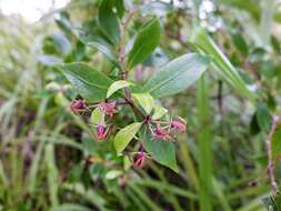 Sivun Pittosporum cornifolium A. Cunn. kuva